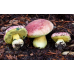 Мицелий Боровика королевского / Болет королевский (Boletus regius)